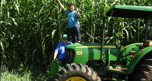 Sorgo desenvolvido na Bolívia para encher o cocho