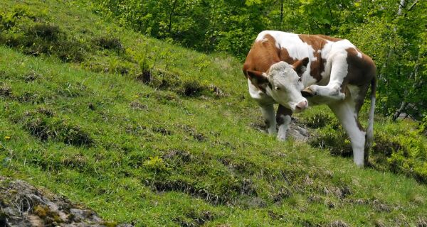 Pseudoraiva, a doença da coceira, ainda ataca o rebanho bovino