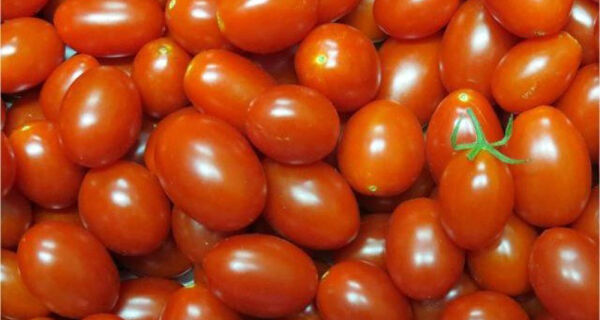 Novo tomate desenvolvido na Embrapa pode conter três vezes mais licopeno
