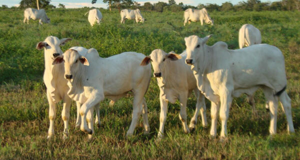 Protocolo nutricional e técnicas de bem-estar animal diminuem impactos da desmama nos bezerros
