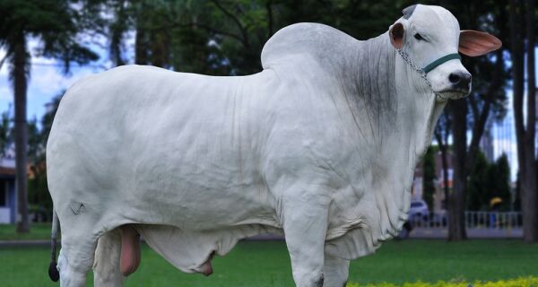 Gado nelore é a estrela única da Expoinel de Uberaba