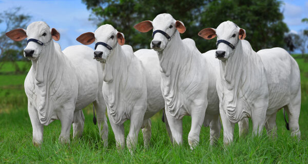Nelore Di Genio comemora sucesso do Leilão Landau