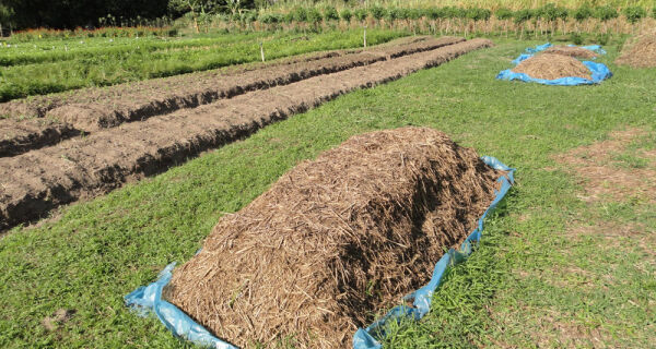 Com fertilizantes químicos mais caros, esterco pode ser opção?