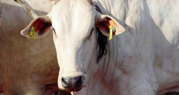 Carcaça bovina alcança o maior preço da história