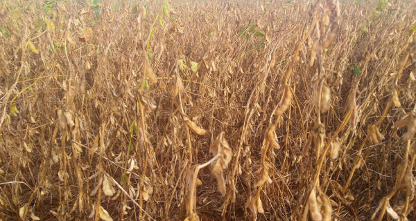 Mato Grosso do Sul: da promessa de recorde de safra para a quebra de 11%