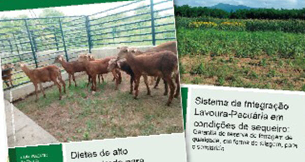 Novas publicações da Embrapa Caprinos e Ovinos abordam nutrição e sanidade