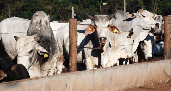 Mercado do boi gordo está ruim para comprar e ruim para vender