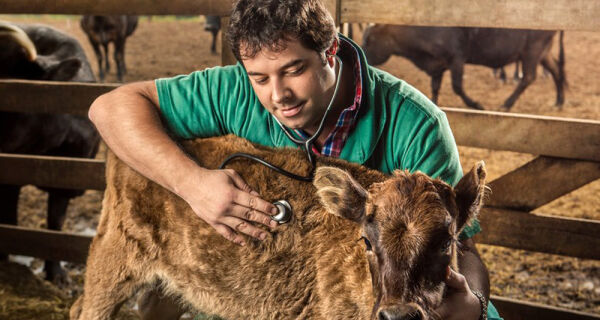Veterinário formado a distância não pode exercer profissão, define Conselho