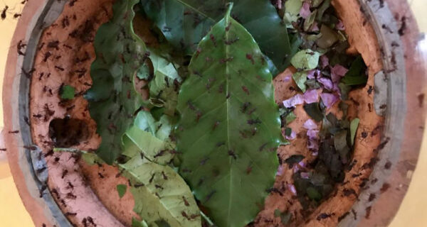 Veja como prevenir e controlar ataques de formigas cortadeiras