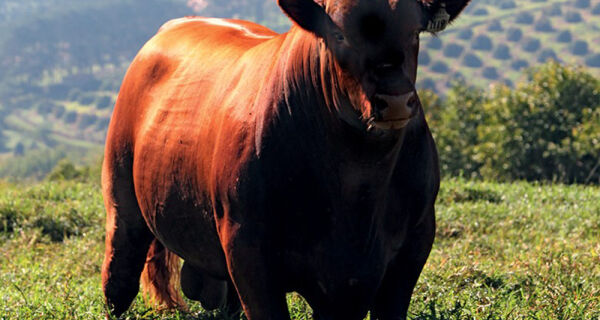 Marfrig anuncia ampliação de abate de gado angus