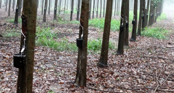 Plantio de seringueira é novo atrativo do setor florestal em Mato Grosso do Sul