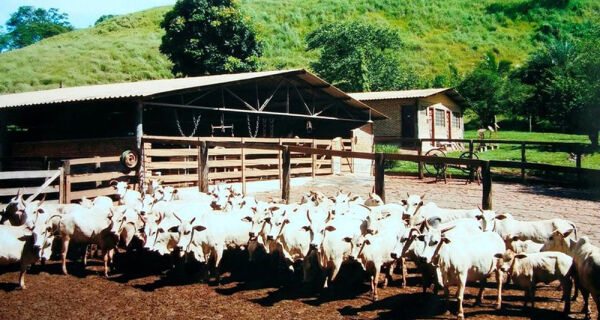 Brasil vai iniciar registro de miniboi, animal que não passa de 1 metro de altura