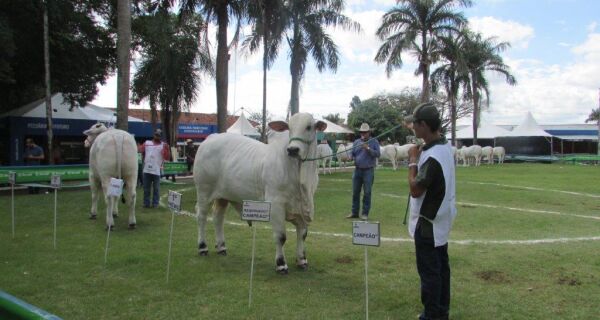 Rima é a grande campeã nelore da Expogrande 2019