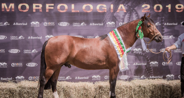 Cavalo crioulo na Expogrande: Melhor exemplar e grande campeão é de MS