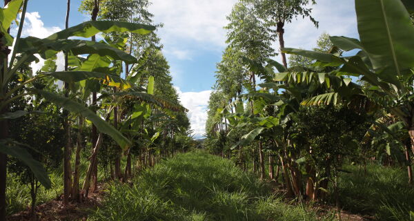 Técnicas sustentáveis de plantio preservam o solo e aumentam rendimento da produção