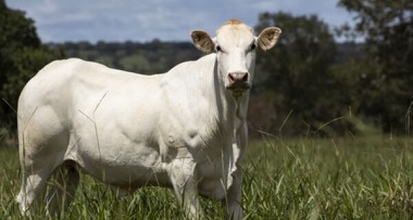 Boi araguaia é criado a pasto, com sombra de árvore nativa e rastreado