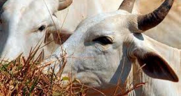 Uruguai está a um passo de importar gado vivo do Brasil