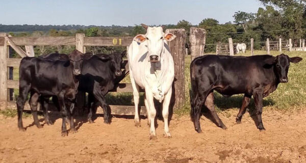 Vaca nelore contraria probabilidade e dá luz a trigêmeos no interior de MS