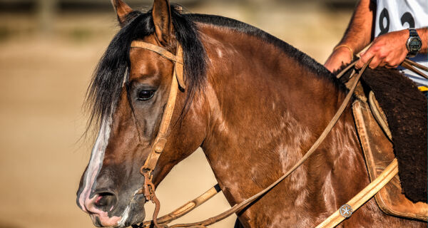 Cavalo Crioulo: Acrissul sedia classificatória para Freio de Ouro de 3 a 7 de julho