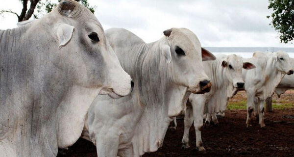 Normas facilitam importação de animais e material genético no Mercosul