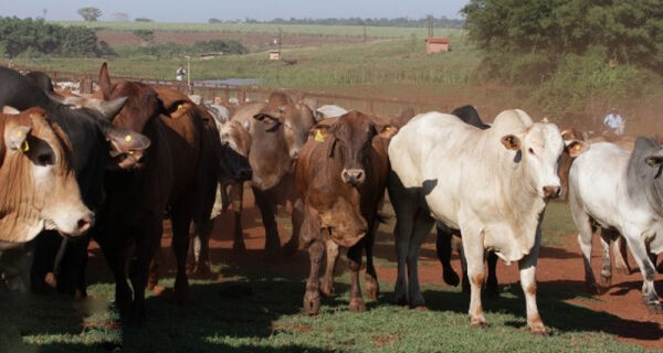 Apesar da cotação estável, mercado do couro segue com pressão de baixa