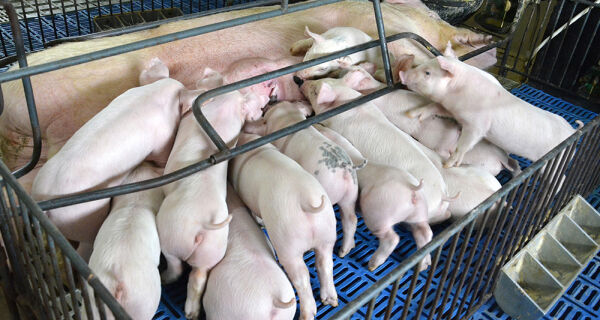 Embrapa oferece curso de manejo em suinocultura nas fases de reprodução e maternidade