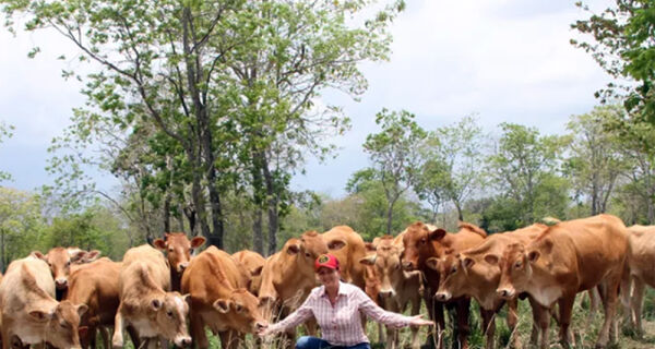 Frigorífico de Tocantins aposta em carne do cruzamento de Wagyu com Nelore