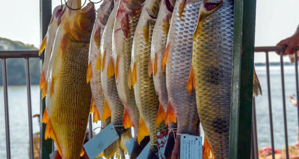 Portaria traz cancelamento de 500 licenças de pescadores profissionais