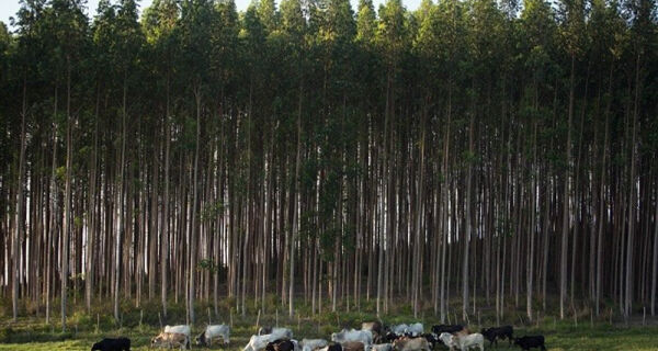 Governo e entidades apresentam resultados finais do ABC Cerrado