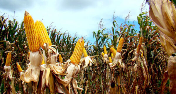 Puxadas pelo milho, exportações do agro atingem US$ 8,4 bilhões em outubro