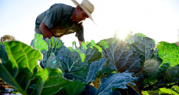 Horticultores batem recorde e comercializam mais de R$ 15 milhões em 2019