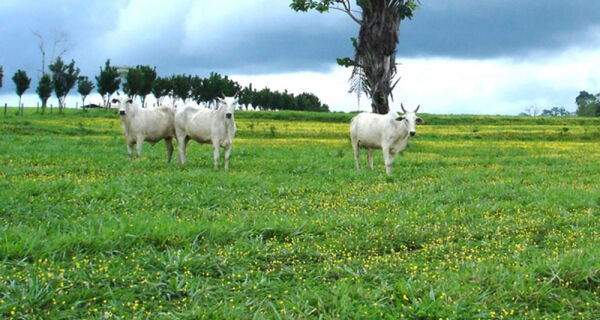Pesquisa desenvolve primeira cultivar brasileira de amendoim forrageiro propagada por sementes