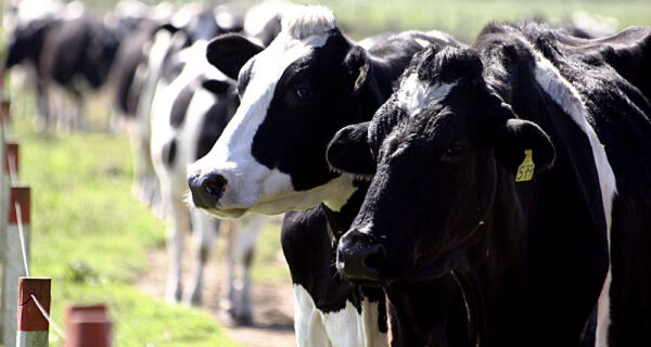 Vaca que emprenha não vai para o brejo
