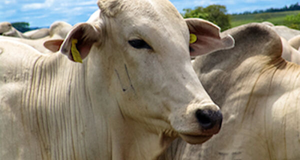 Premiação nacional reconhece qualidade da carne bovina de Mato Grosso do Sul