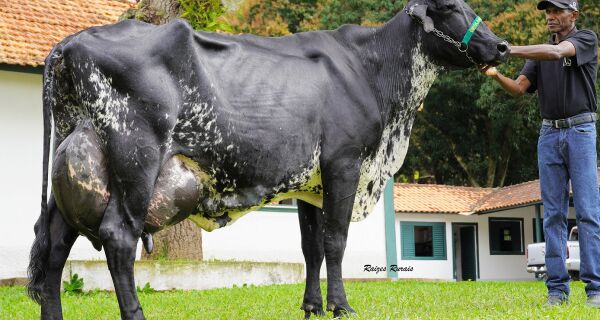  Vaca Girolando entra para o Guinness World Records