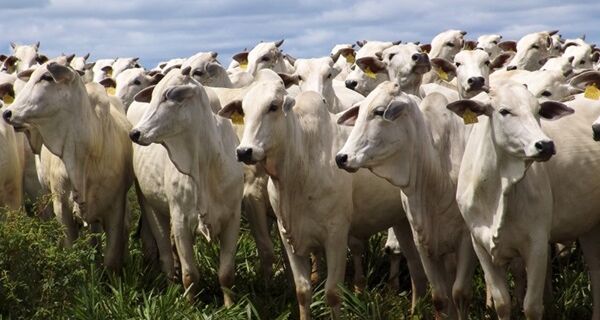 Primeira etapa de vacinação contra febre aftosa já imunizou 166 milhões de animais