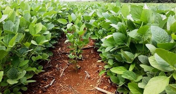 Ação do Governo e cenário externo favorecem expansão da área plantada de soja em MS