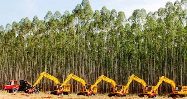 MS vê setor florestal impulsionar economia verde no Estado
