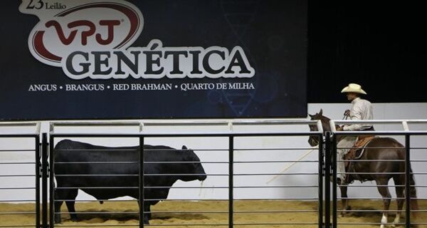 Vendido por R$ 734,4 mil, touro da VPJ é novo recordista da raça Angus