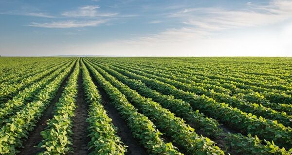 Valor da Produção Agropecuária de 2020 soma mais de R$ 871 bi e é o maior da história