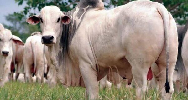 Com arroba cravada nos R$ 300 em São Paulo, boi gordo começa fevereiro em ritmo lento por todo o Paí