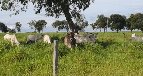 Mato Grosso do Sul é o 5º entre os estados que mais exportam carne bovina