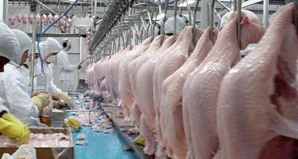 Arábia Saudita altera normas sanitárias para importar frango e Brasil cobra critério técnico