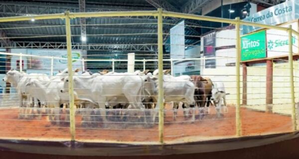 Fêmeas Nelore até 18 meses e 215 kg sinalizam cotação média de R$ 2.680 em MS