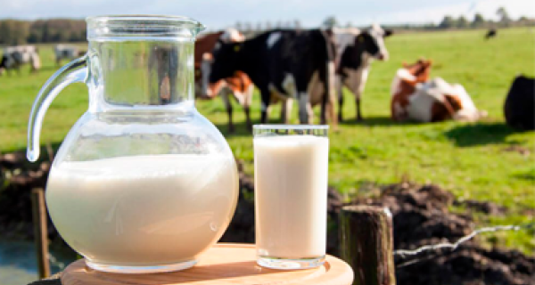 Premiado, Programa de pesquisa que favorece o leite em MS completa 17 anos