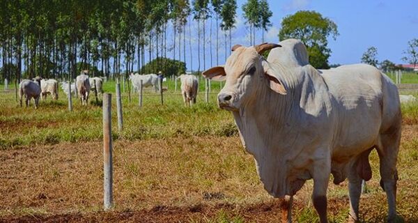 Boi gordo: Com demanda externa pela carne bovina aquecida, arroba mantém viés de alta