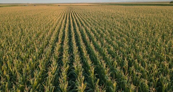 Publicado zoneamento agrícola do milho de primeira safra para 2021/2022