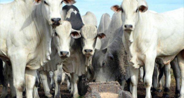 Com mercado do boi gordo em banho-maria, estabilidade nos preços da arroba é mantida