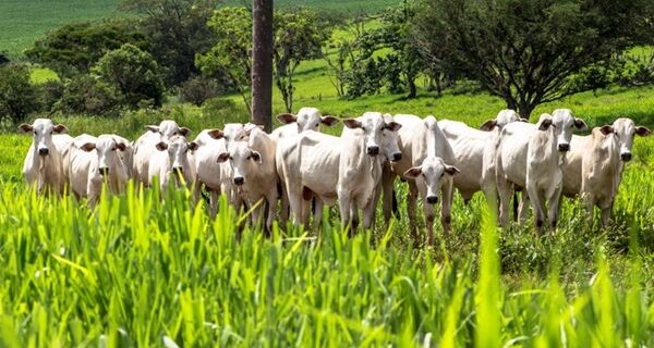 Práticas que promovem melhorias ambientais ganham mais crédito