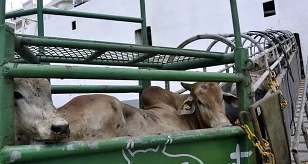 Interesses comerciais motivam ações contra a exportação de gado vivo, diz presidente da Abeg